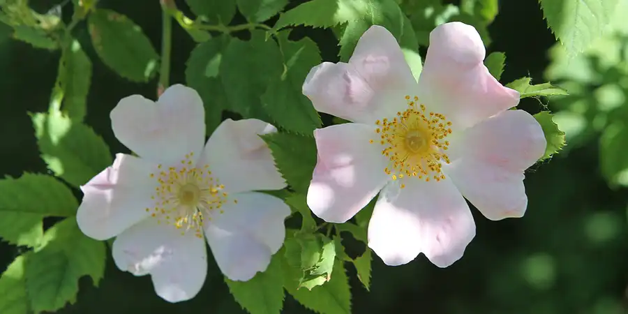 2012 | BERLIN | BOTANISCHER PARK BLANKENFELDE-PANKOW | © carsten riede fotografie