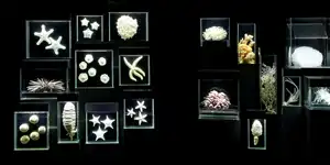 2013 | OSTSEEKÜSTE | MEERESBEWOHNER & MEER | © carsten riede fotografie