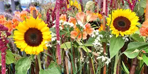 2017 | BERLIN | EIN MEHR AUS FARBEN – IGA 2017 | © carsten riede fotografie