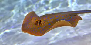 2020 | VALENCIA | L&rsquo; OCEANOGRÀFIC | © carsten riede fotografie