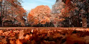 2021 | ERZGEBIRGSKREIS | BERLIN | MYSTISCHER HERBST | © carsten riede fotografie