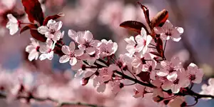 2025 | BERLIN | 桜 SAKURA – DIE JAPANISCHE KIRSCHBLÜTE | © carsten riede fotografie