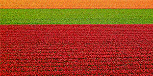 2024 | NOORD-HOLLAND | ZUID-HOLLAND | EEN ZEE VAN BLOEIENDE TULPEN | © carsten riede fotografie